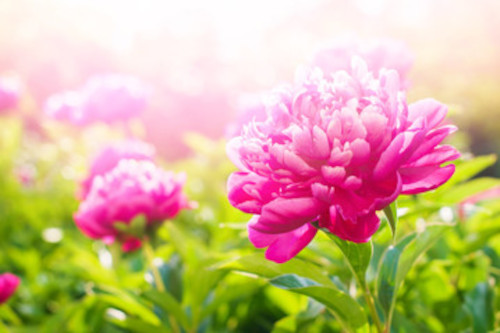 Pink flower with large petals and green leaves. Sunshining on the flowers