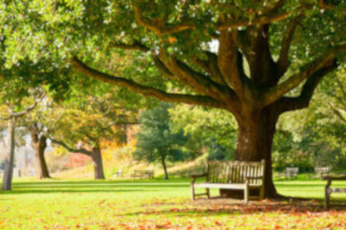park500 Photo of a park in the fall with a bench under a tree