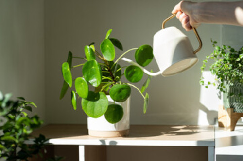 picture of an indoor houseplant and someone watering it with a watering can