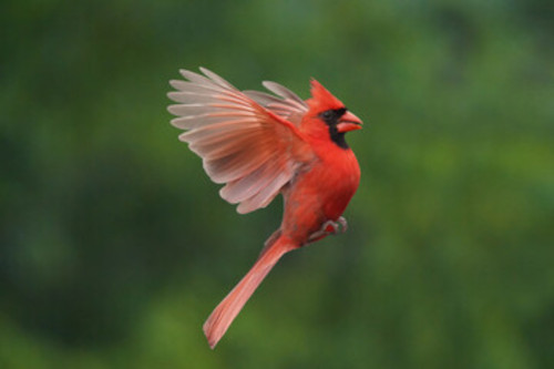 Think Spring With The Birds