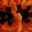 picture of a painting of Georgia O'Keeffe's. Two large red poppies .
